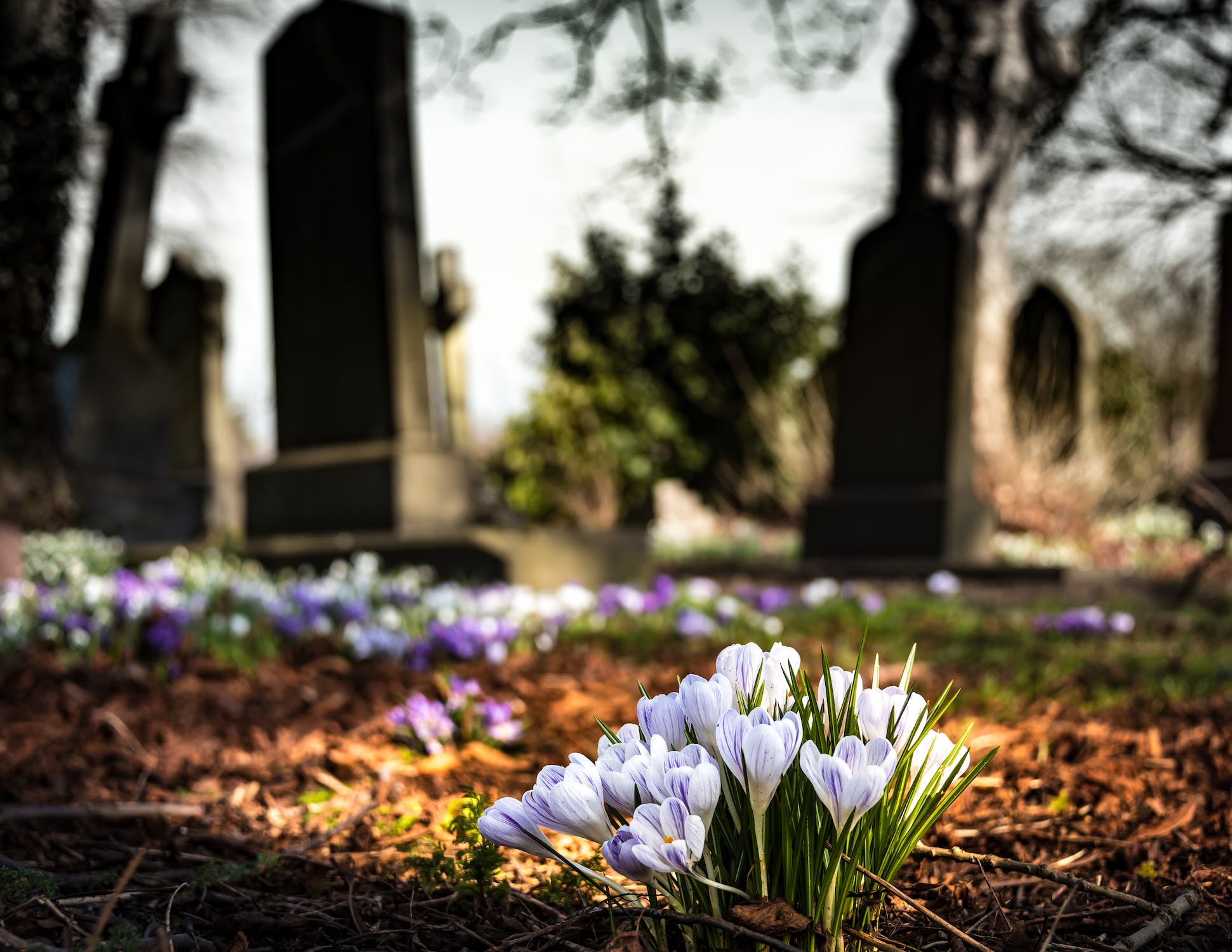 graveyard-church-crocus-cemetery-161280