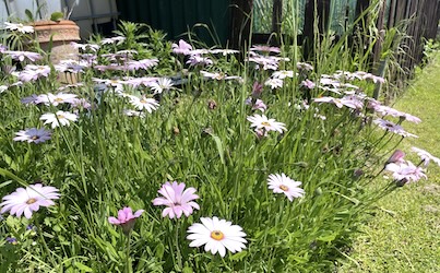 IMG_4494 - pink daisies