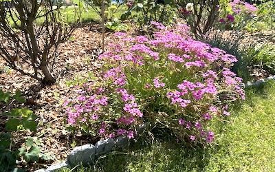 IMG_4495 - pink bush